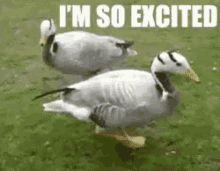 Ducks Im So Excited GIF
