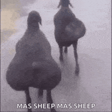 a couple of sheep walking in the snow with the words `` mas sheep mas sheep '' written on the bottom .
