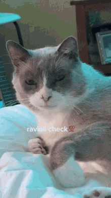 Ravioli Ravioli Back With The Whiteboy Smile GIF - Ravioli Ravioli Back With The Whiteboy Smile Cat GIFs
