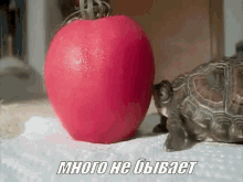 черепаха черепашка животные еда много кушать GIF