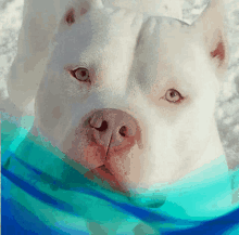 Pitbull Sparkle GIF - Pitbull Sparkle Dog GIFs