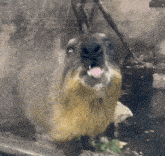 a close up of a animal with its mouth open