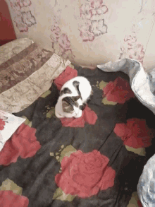 a black and white cat is laying on a bed with red roses