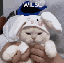 cat funny wilso when wilson wilso