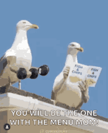 Seagulls Aggressive GIF
