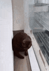 a cat is looking out of a window with blinds