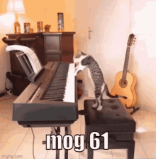 Mog61 Cat GIF - Mog61 Mog Cat GIFs