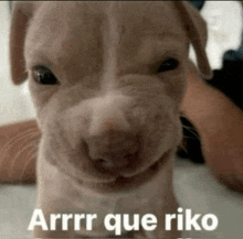 a close up of a puppy with the words arrrr que riko on it