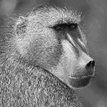 a black and white photo of a baboon looking at the camera in a black and white photo .