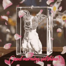 Good Morning Dog GIF - Good Morning Dog Sunshine GIFs