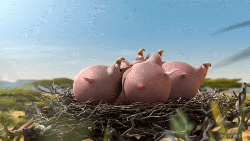 Baby Birds Crying GIF - Fat Balloon Complaining - Discover & Share GIFs Baby Birds Crying GIF - Fat Balloon Complaining - Discover & Share GIFs