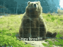 hey hey bros bros bear wave