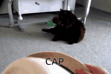 cap cap cat cat cap stop the cap stop the cat
