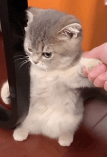 Leave Me Alone Angry Cat GIF
