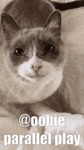 a gray and white cat is laying on a bed with parallel play written above it