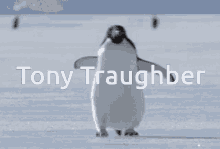 Tony T Tony Tra GIF - Tony T Tony Tra Tony Traughber GIFs