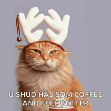 Coffee Coffee Cat GIF - Coffee Coffee Cat Cat GIFs