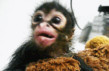 Milfminji Monkey GIF