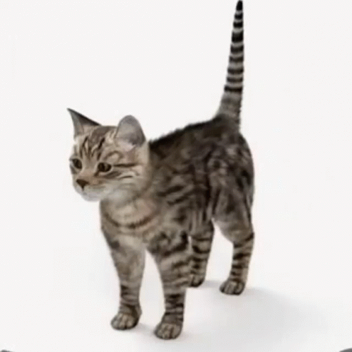 Kitty Kitten GIF - Kitty Kitten Standing GIFs