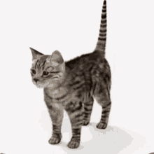 Cat Spin GIF - Cat Spin Spinning GIFs