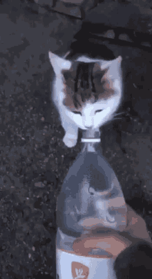 cat water bottle drinks fajne