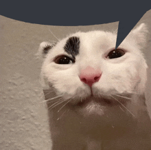 Fucked Up Cat Speech Bubble Meme GIF - Fucked Up Cat Speech Bubble Cat Meme GIFs