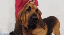 Bloodhound GIF - Bloodhound GIFs