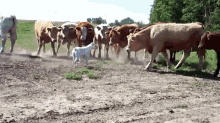 The Cow Whisperer GIF - Dogs Boxer Cows GIFs