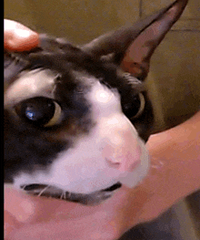 a black and white cat is being held in a person 's hand