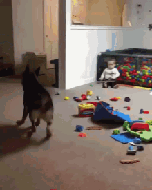 Dog Excited GIF - Dog Excited Cuteness GIFs