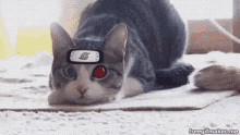 Kitty Game GIF - Kitty Game Naruto GIFs