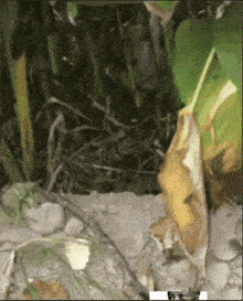 a close up of a plant with a yellow leaf on it