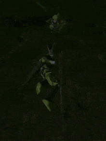 a video game character is fighting another character with a cell in the background