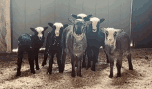 Baby Lamb Clan GIF - Baby Lamb Clan GIFs