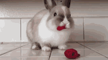 Rabbit V. Raspberries GIF - Rabbit Bunny Raspberries GIFs