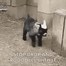 Goat Fall GIF - Goat Fall Stop Drop And Roll GIFs