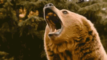 Bear Scare GIF - Bear Scare Car GIFs