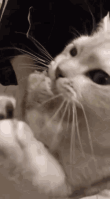 Mouse Cat GIF - Mouse Cat GIFs
