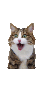 a cat with its mouth open looks surprised at the camera