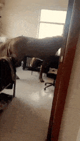 a horse is standing on its hind legs in a living room