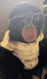 a chimpanzee wearing sunglasses and a scarf around his neck .