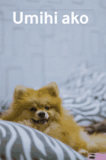 Pee Dog GIF - Pee Dog Cute Puppy GIFs