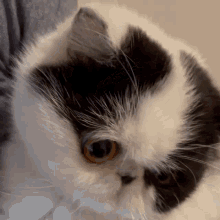 Cat Cute Cat GIF - Cat Cute Cat Kitty GIFs