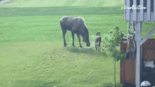 Horse The Pet Collective GIF - Horse The Pet Collective Annoying GIFs