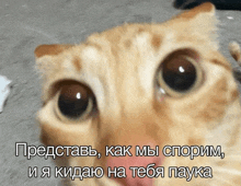 a close up of a cat 's face with russian writing on it