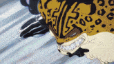 a cartoon drawing of a leopard with a s on its face