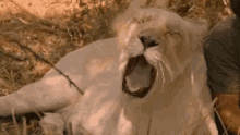 Lion Yawn GIF - Lion Yawn Sleepy GIFs