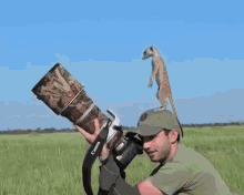 Meerkat Uses Human As Lookout Post GIF