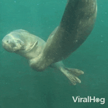 Seals Are Playing Together Viralhog GIF - Seals Are Playing Together Seals Viralhog GIFs
