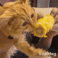 Cat Munching On Corn Viralhog GIF